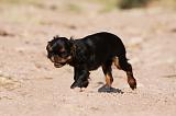 KING CHARLES SPANIEL 178